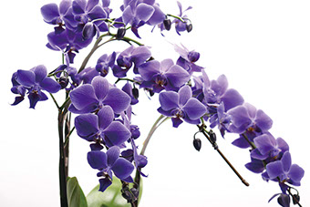 サトウ花店：奇跡の青い胡蝶蘭【Blue Gene】予約販売サイト