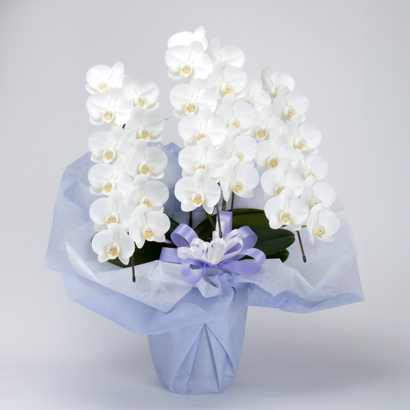 ミニ胡蝶蘭一万五千円です。