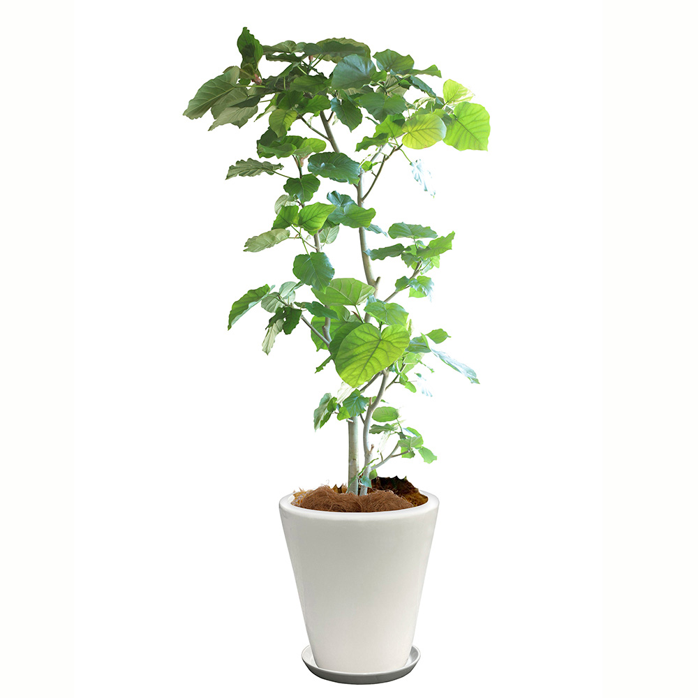 ウンベラータという観葉植物の画像です。金額は税抜三万円です。