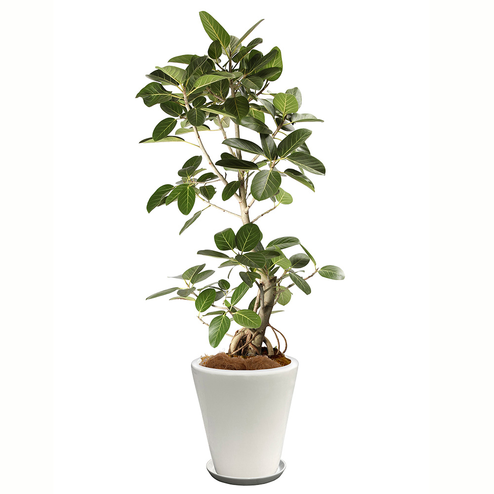 ベンガルゴムという観葉植物の画像です。金額は税抜三万円です。