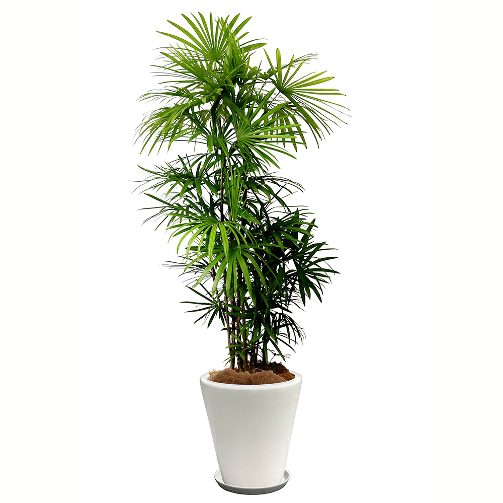 シュロチクという観葉植物の画像です。金額は税抜三万円です。