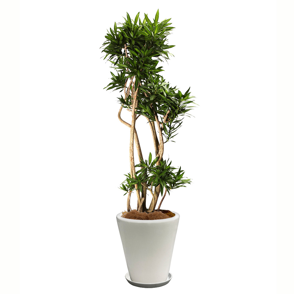 ソング・オブ・ジャマイカという観葉植物の画像です。金額は税抜三万円です。