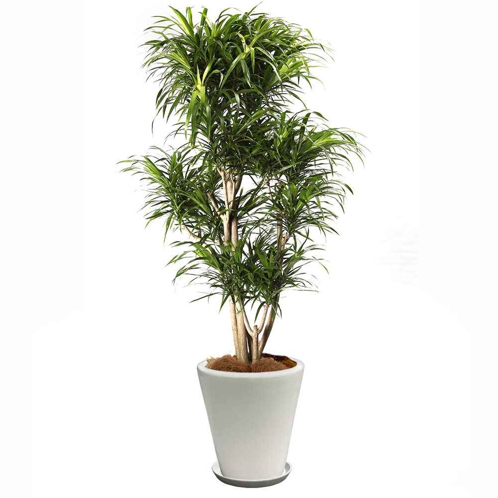 レフレクサという観葉植物の画像です。金額は税抜二万円です。