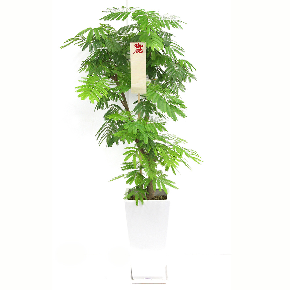 エバーフレッシュという観葉植物の画像です。金額は税抜二万円です。