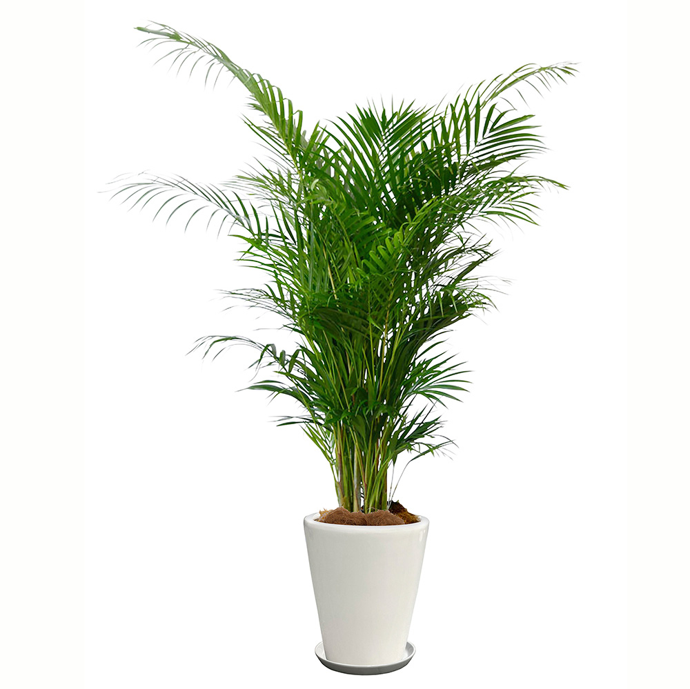 アレカヤシという観葉植物の画像です。金額は税抜二万円です。