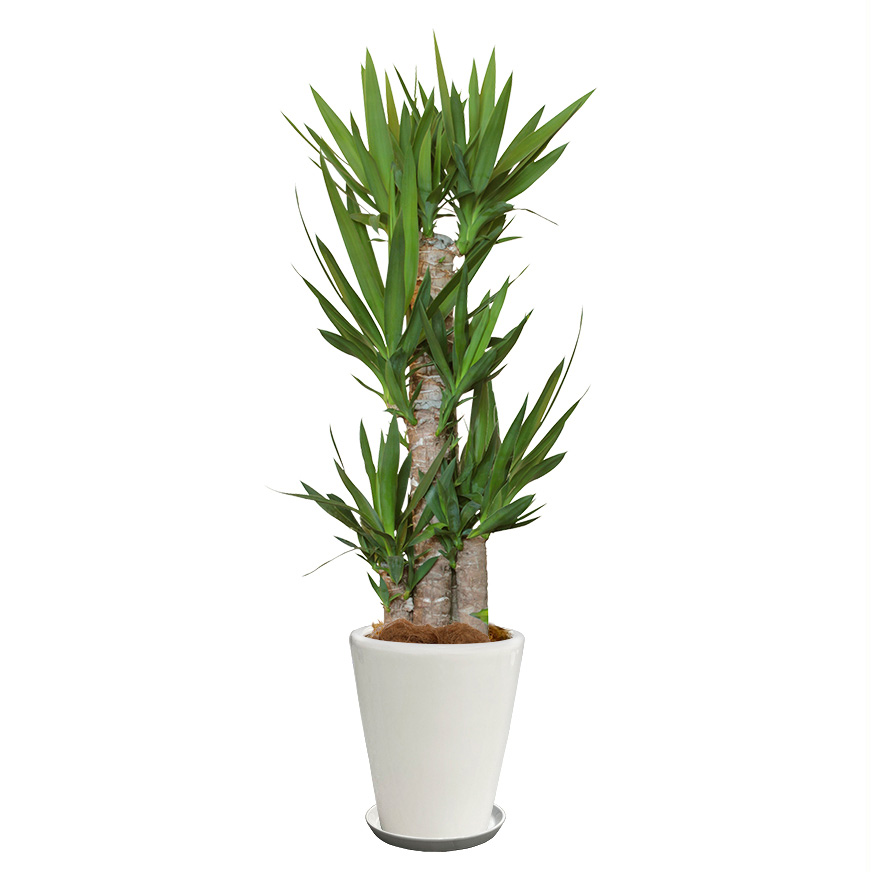 青年の木/ユッカという観葉植物の画像です。金額は税抜二万円です。