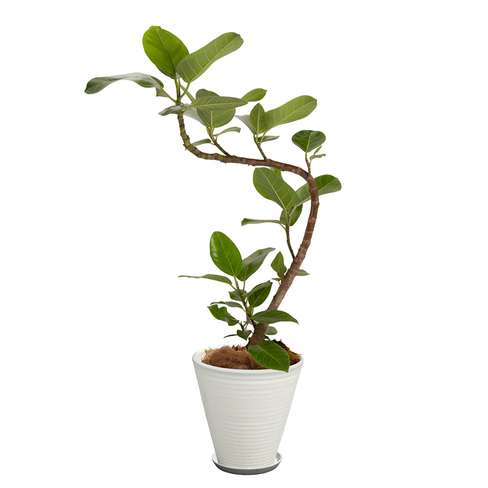 アルテシマゴムという観葉植物の画像です。金額は税抜一万円です。