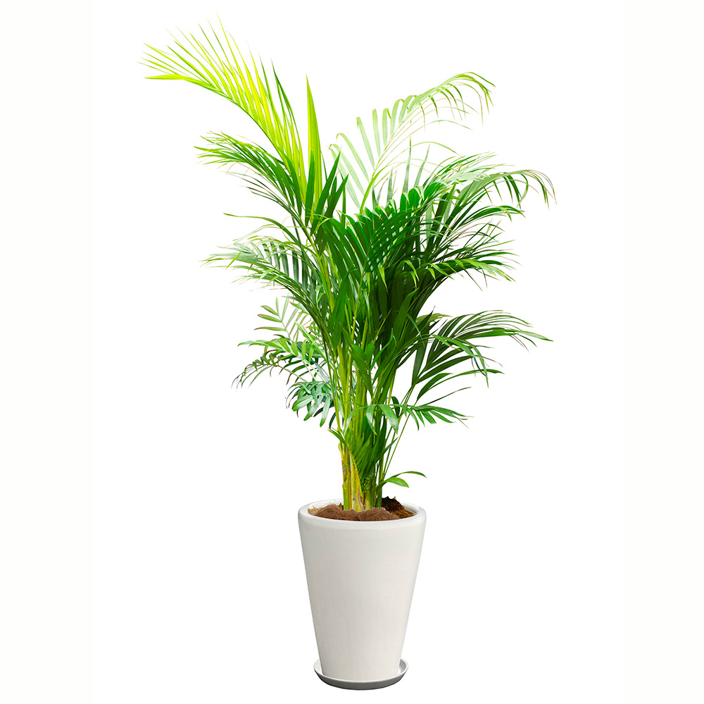 アレカヤシという観葉植物の画像です。金額は税抜一万円です。