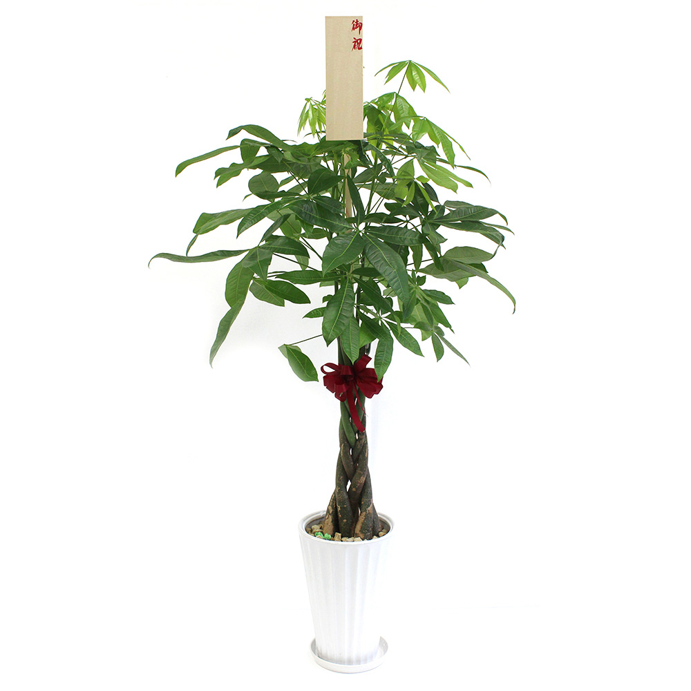 パキラという観葉植物の画像です。金額は税抜一万円です。