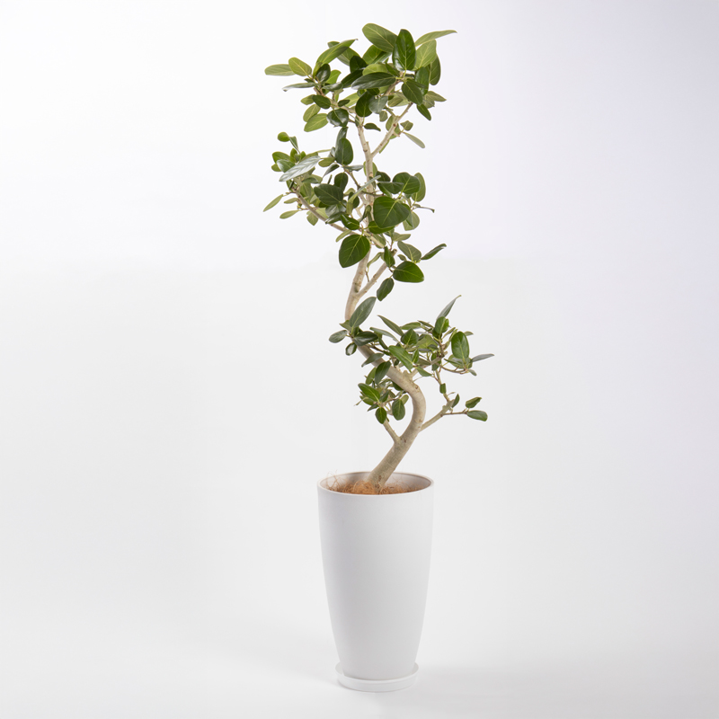 ベンガルゴムという観葉植物です。