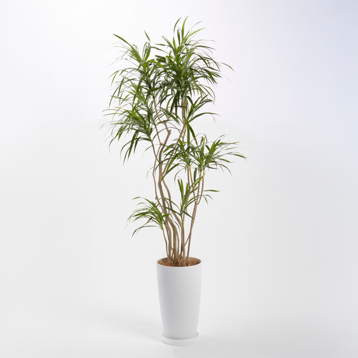 レフレクサという観葉植物です。金額は税抜二万五千円です。