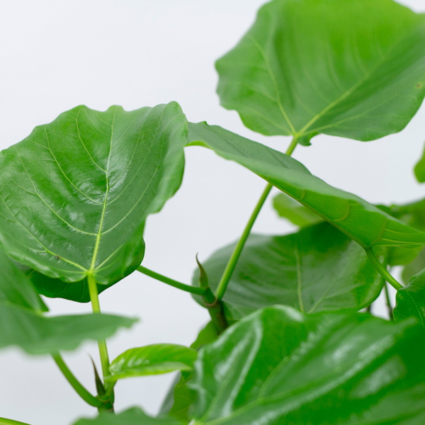 ウンベラータという観葉植物です。