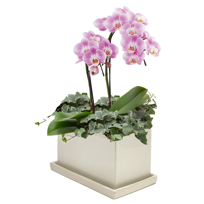 アレンジメントフラワー 【大阪・中之島/サトウ花店 Since 1928】