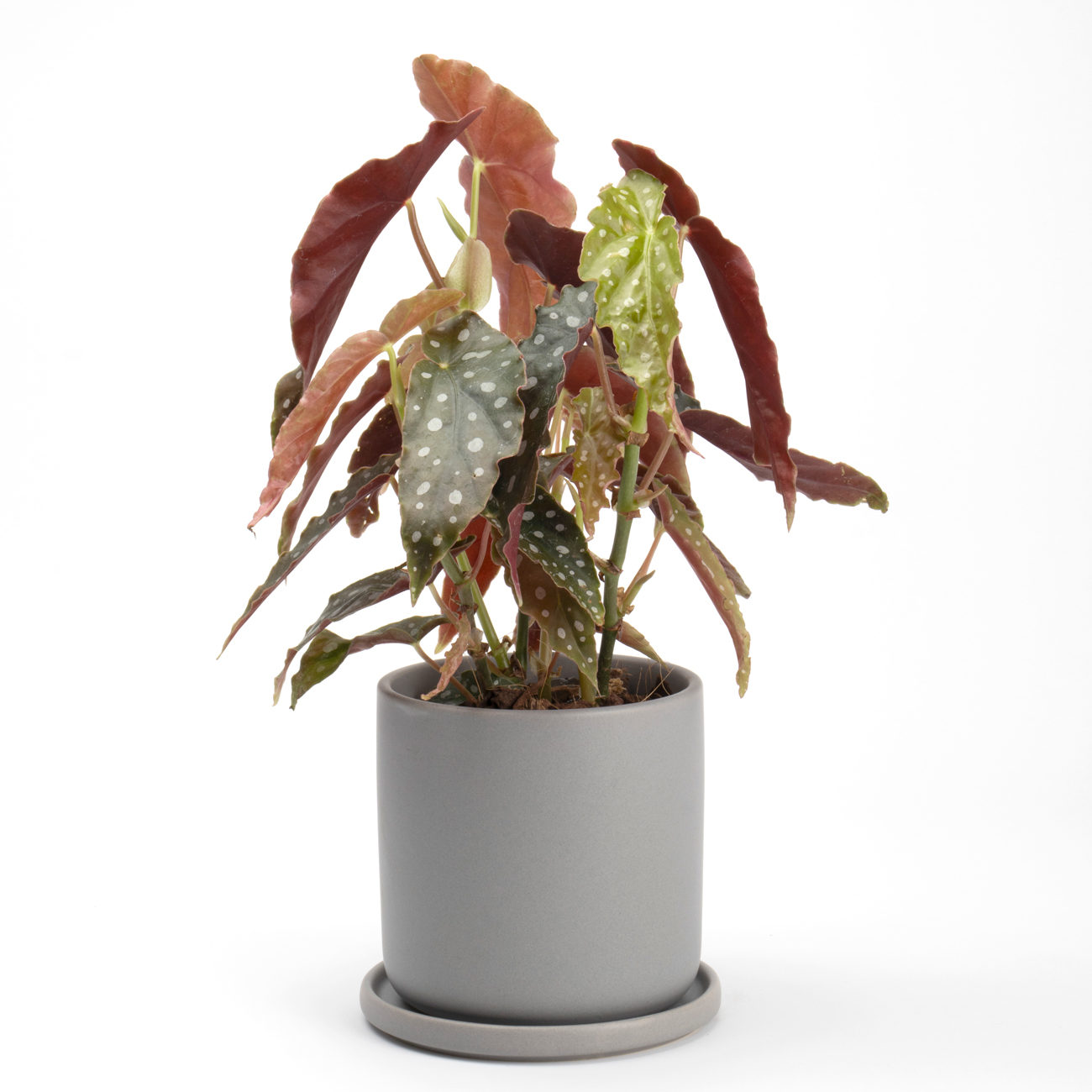 マラクータという観葉植物です。金額は税抜五千円です。