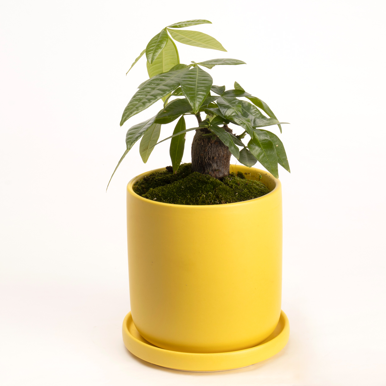 金運パキラという観葉植物です。金額は税抜五千二百円です。