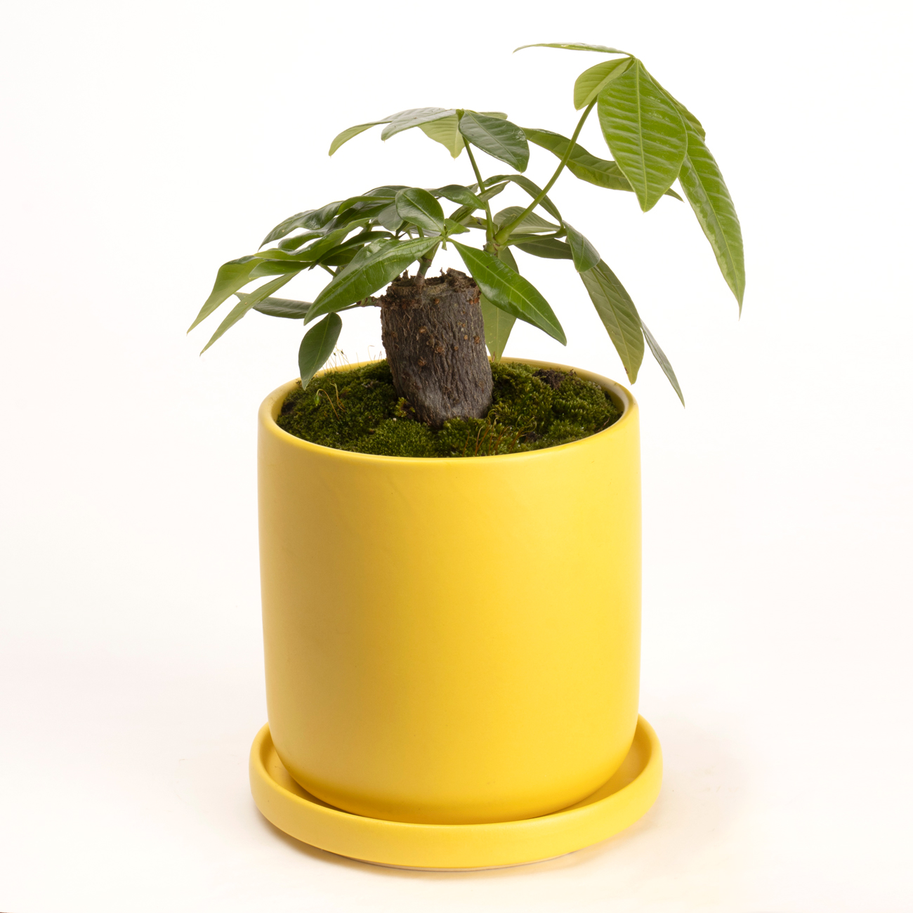 金運パキラという観葉植物です。金額は税抜五千二百円です。