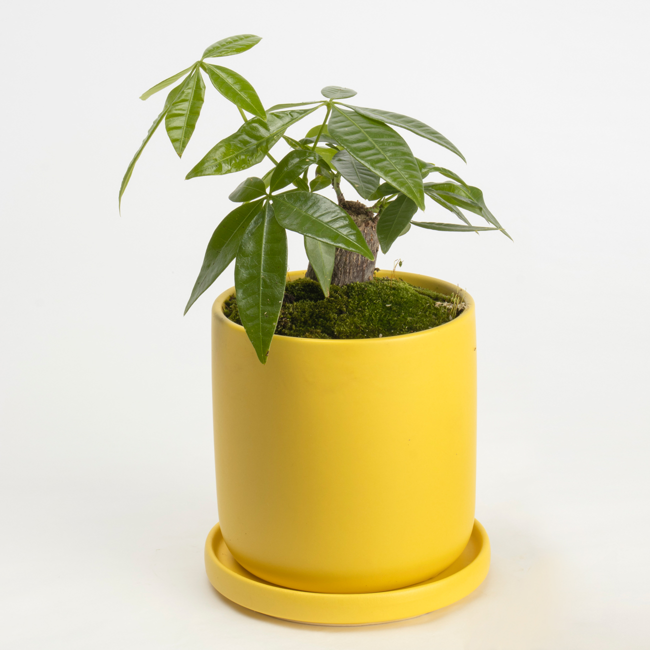 金運パキラという観葉植物です。金額は税抜五千二百円です。