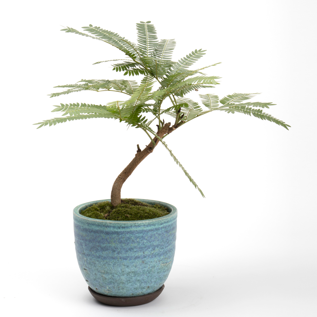 エバーフレッシュという観葉植物です。金額は税抜一万円です。