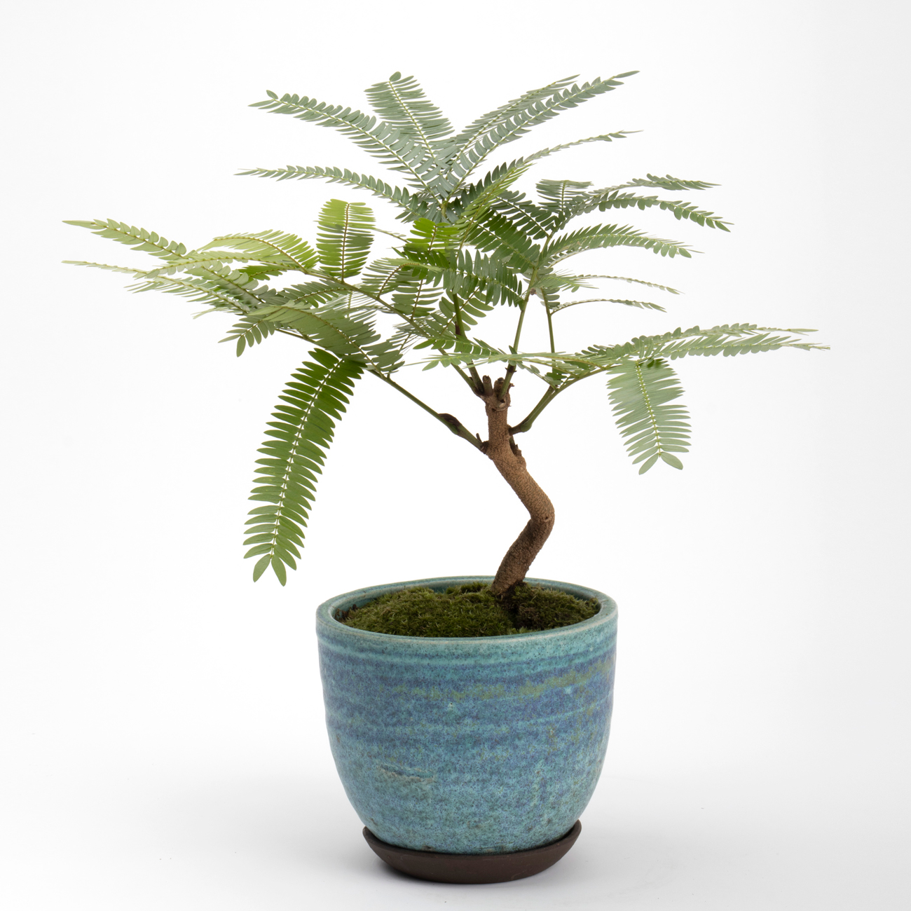 エバーフレッシュという観葉植物です。金額は税抜一万円です。