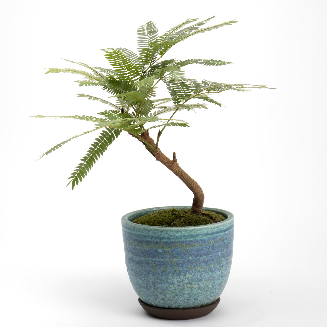 エバーフレッシュという観葉植物です。金額は税抜一万円です。