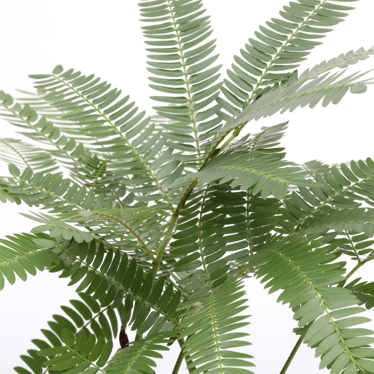 エバーフレッシュという観葉植物です。金額は税抜一万円です。