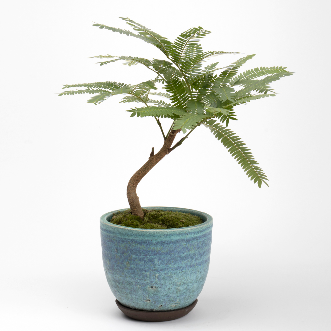 エバーフレッシュという観葉植物です。金額は税抜一万円です。