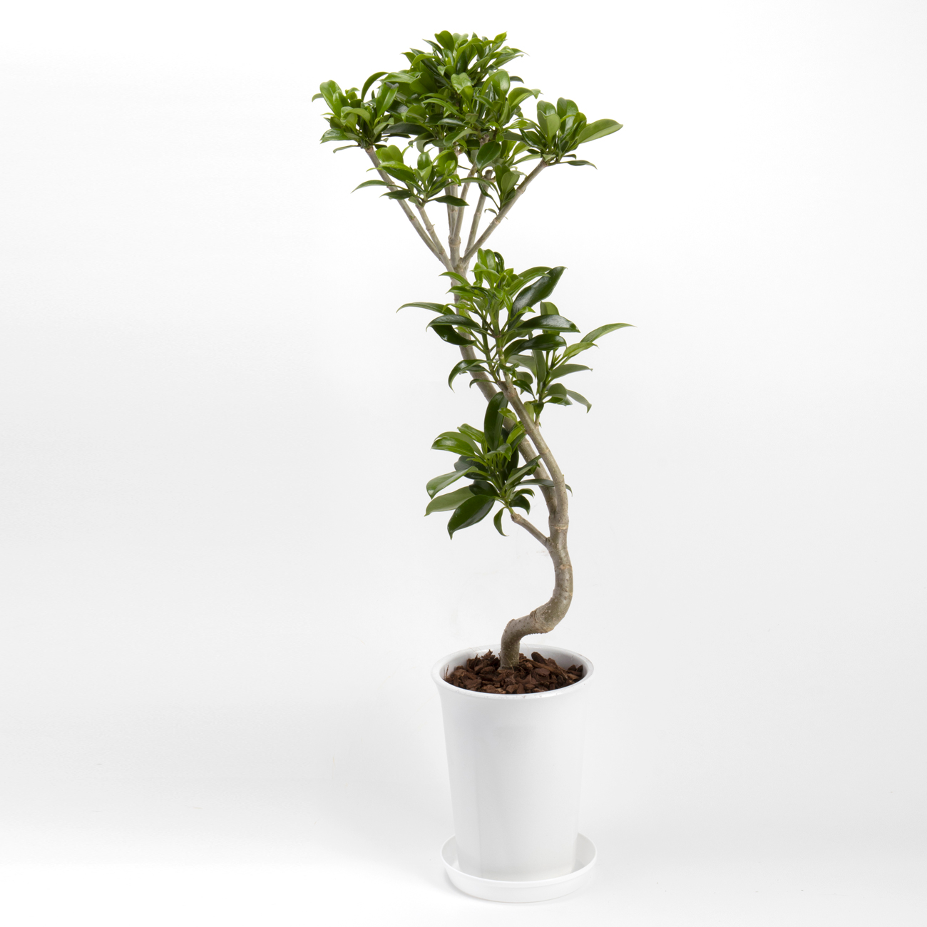 ベルテロアナという観葉植物です。金額は税抜一万円です。