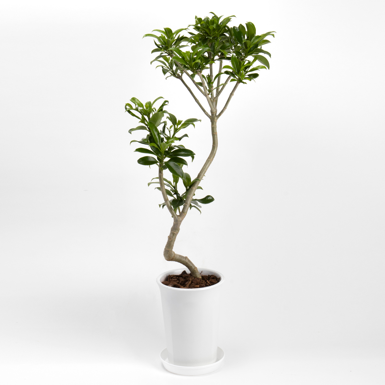 ベルテロアナという観葉植物です。金額は税抜一万円です。