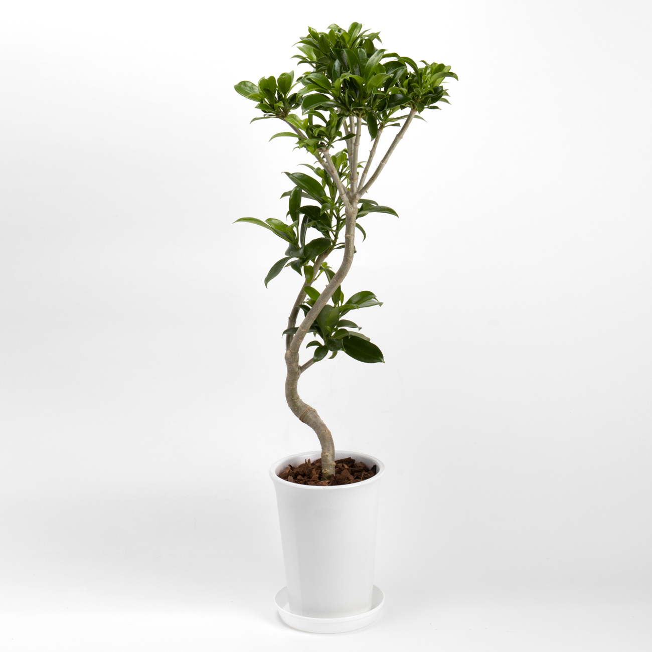 ベルテロアナという観葉植物です。金額は税抜一万円です。
