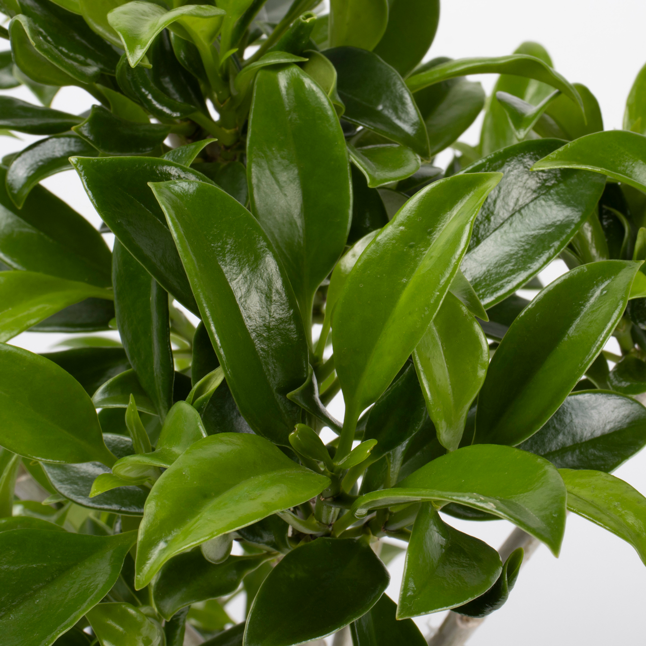 ベルテロアナという観葉植物です。金額は税抜一万円です。
