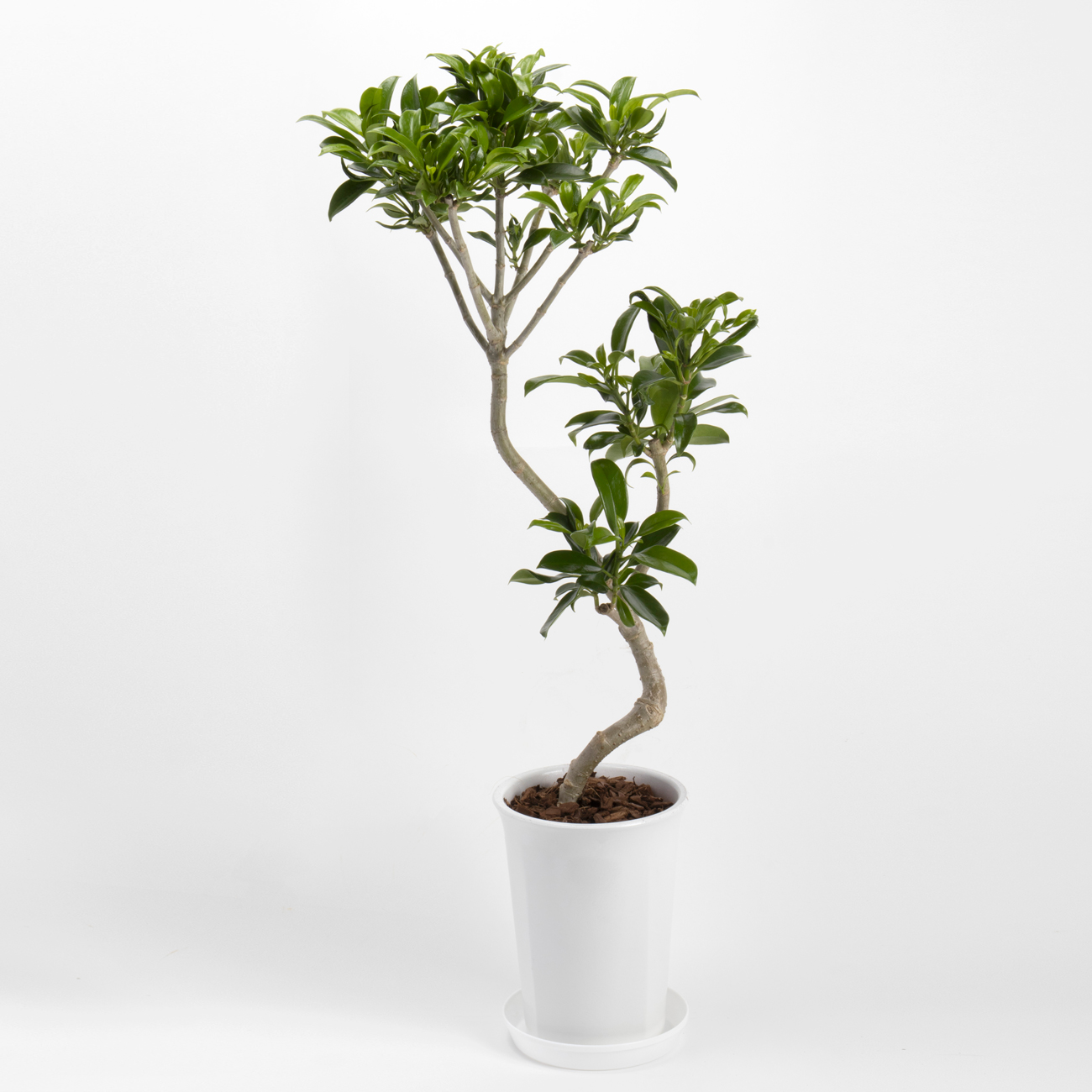 ベルテロアナという観葉植物です。金額は税抜一万円です。