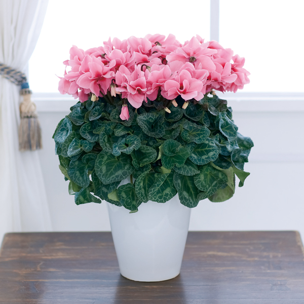 シクラメン鉢物ボニート