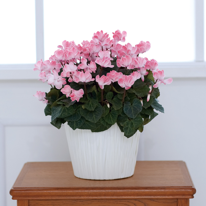 シクラメン鉢物ボニート