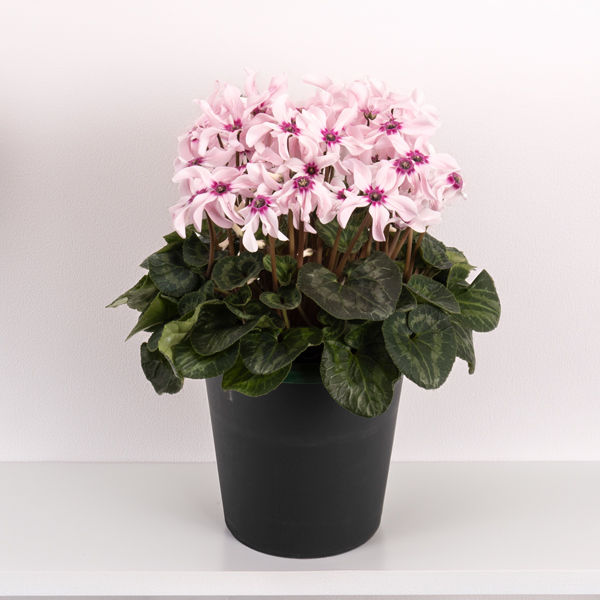 シクラメン鉢物ボニート