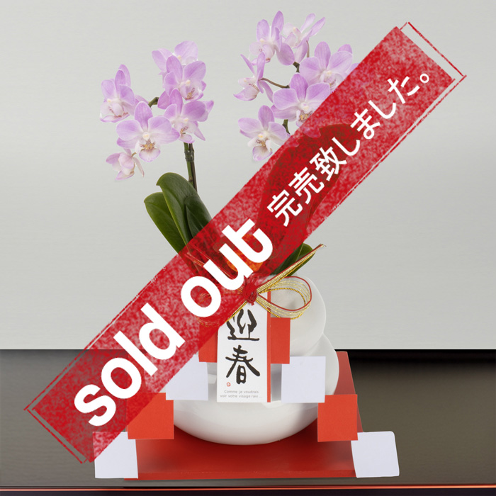 シンビジューム鉢物マリーローランサン