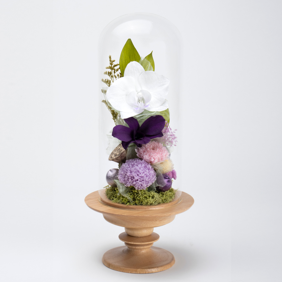 迎春ミニ胡蝶蘭