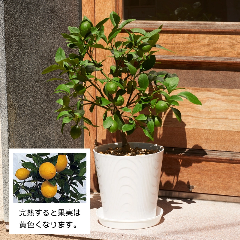 御供アレンジメントの蒼葉(あおは)という商品です。金額は税抜五千円です。