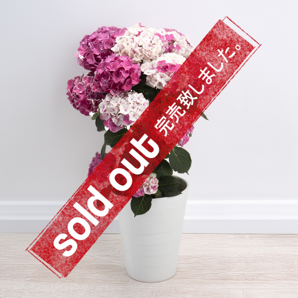 Mother'sDay Gift 2026 【大阪・中之島/サトウ花店 Since 1928】